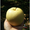 Frische Gala / Golden Delicious / Red Chief Apple